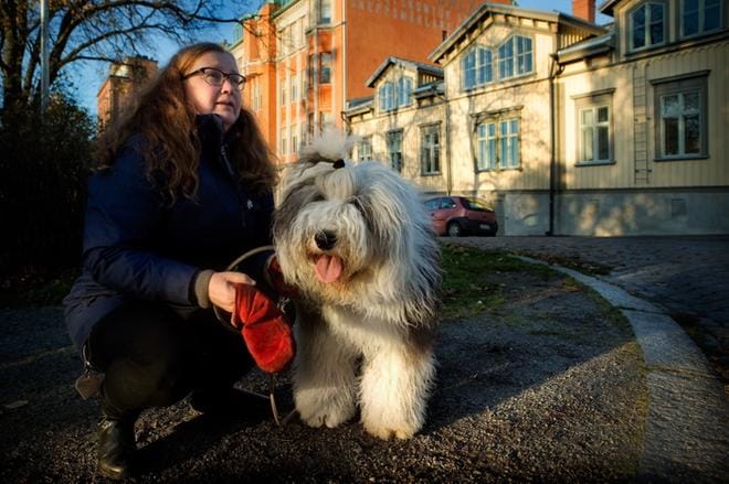 Stella on toipunut hyvin kennelyskästä ja puolentoista viikon kuluttua emäntä Marina Johansson vie yksivuotiaan vanhaenglanninlammaskoira Stellan esiintymään Seinäjoen koiranäyttelyyn. KUVA: EETU SILLANPÄÄ
