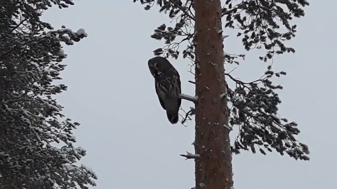 Pöllö päivystää puussa