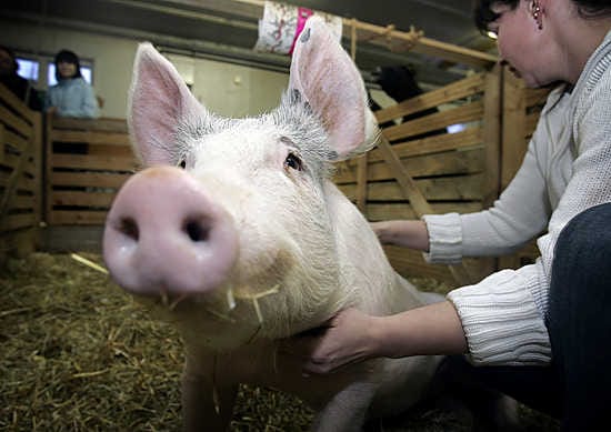 Huhtikuussa syntynyt Olga Bridget -possu saa jouluna herkkuaan banaania ja pipareita. "Pelkoa joulupöytään joutumisesta ei ole, sillä Olga Bridget saa lekotella Oulun seudun ammattiopiston Muhoksen yksikön ruhtinaallisen suuressa karsinatilassa niin kauan kuin osaa käyttäytyä", kertoo eläintenhoitaja Niina Leskelä.