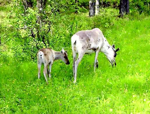 Leppoisaa kesää. Hyönteisistä on ollut poroille tänä kesänä normaalia vähäisempi kiusa. Pedotkaan eivät ole nyt laukkoneet kintereillä kuten joskus aikaisemmin.