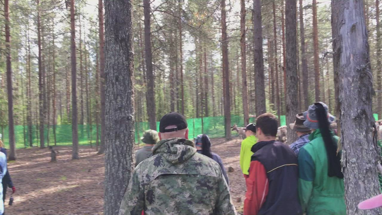 Amelia on ensimmäistä kertaa Suomessa eikä hätkähdä vasanleikon verta tai maahan tippuvia korvan paloja: "Se näyttää kaamealta, mutta vasat eivät näytä piittaavan siitä"