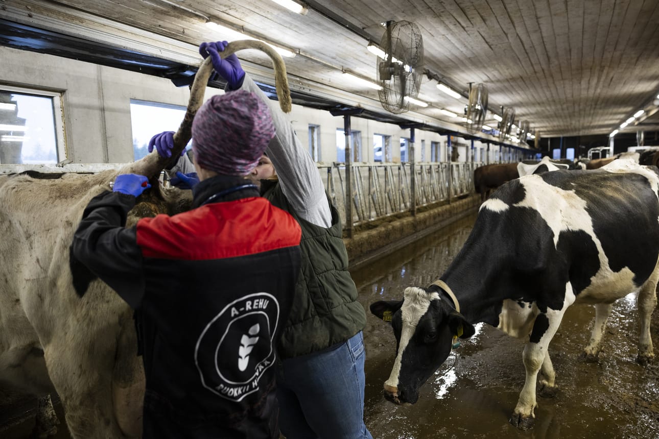 Tilan emäntä Juulia Kajula (oik.) auttaa eläinlääkäriä tutkimuksissa. Lehmätoveri tuli ottamaan selvää, mitä Tipunen-lehmän kanssa touhutaan.