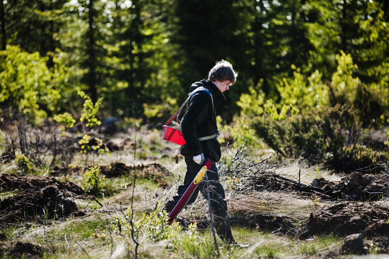 Yhteensä valtion monikäyttömetsiin istutetaan tänä vuonna noin 16,7 miljoonaa taimea, joista valtaosa teetetään metsänpalveluyrityksillä.