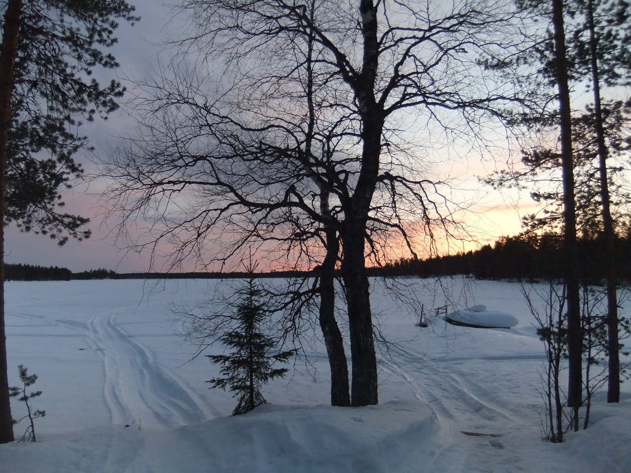 Koivu ei vielä hiirenkorvalla