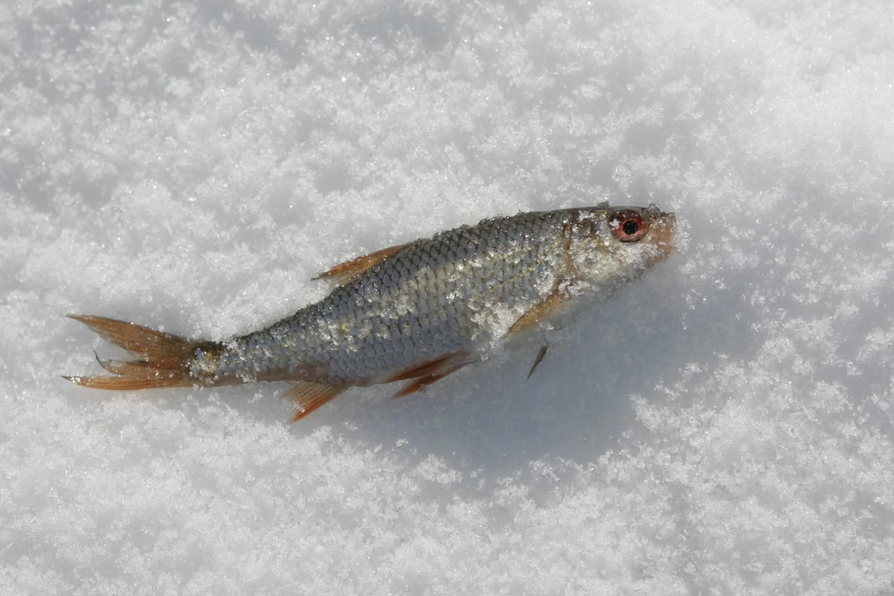 Pieni särki toi suuren voiton oululaiselle Mauno Anttilalle. Kuvan kala ei ole voittokala.
