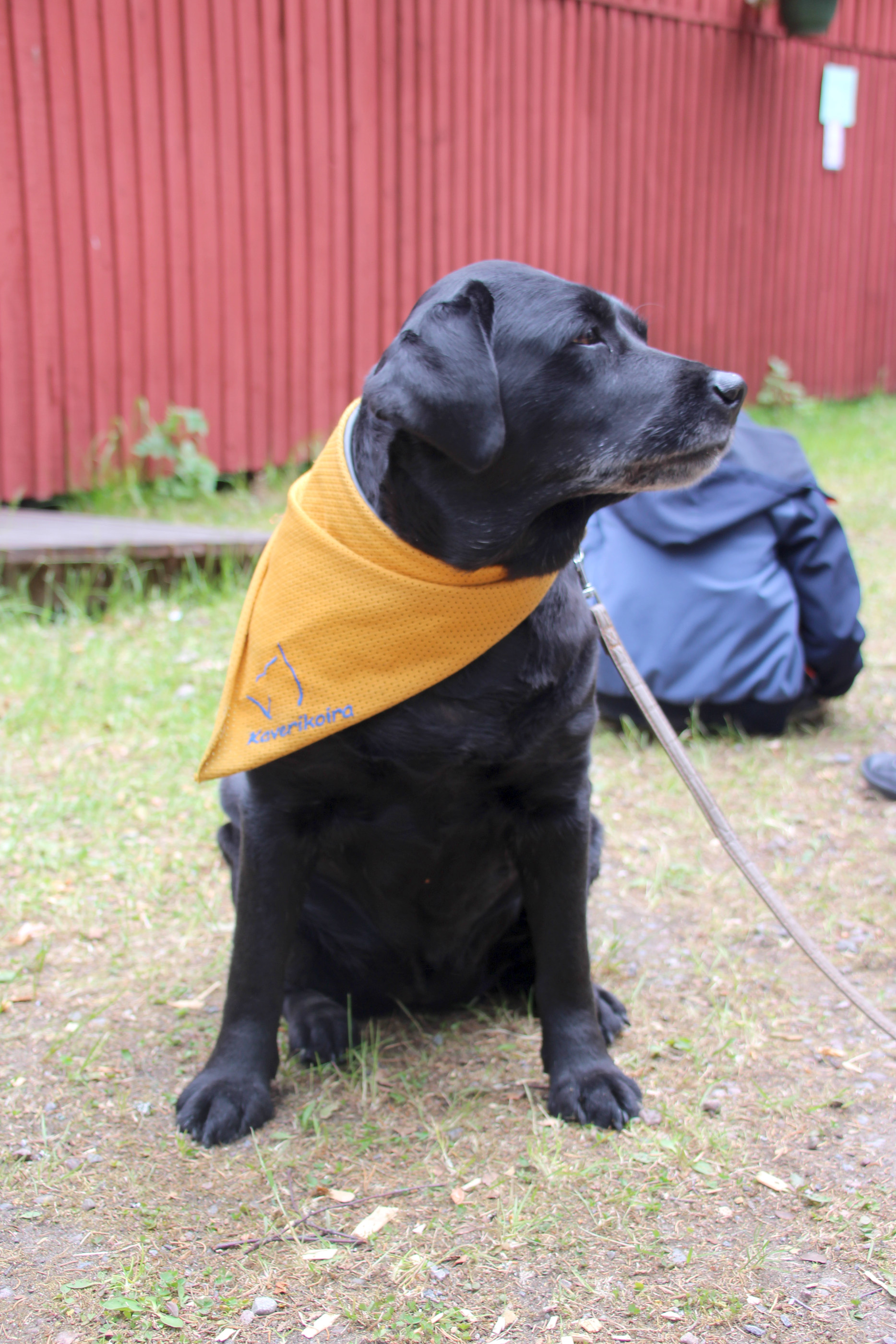 Alueella rapsuteltavana pyörivät kaverikoirat tunnisti paitsi ystävällisestä käytöksestä, niin myös oranssista työhuivista, jota kuvassa esittelee labradorinnoutaja Mona.