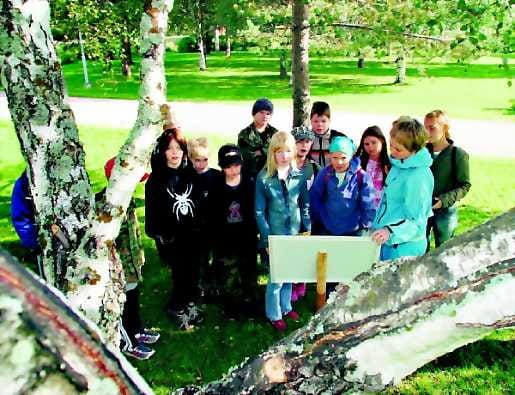 Nimikyltti helpotti Syväsenvaaran koulun viidesluokkalaisten rastitehtävää, visakoivun nimi löytyi kyltistä.