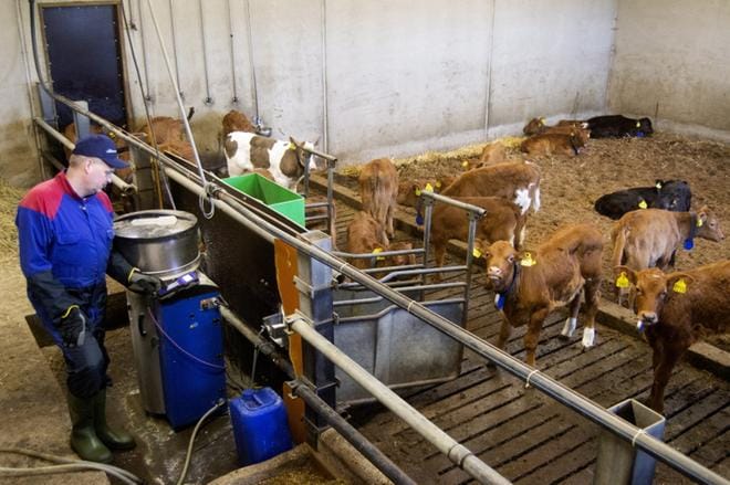 Vasikat on tuotu juottamoon 10 päivän ikäisinä. Maatalouslomittaja Janne Ala-Salmi tarkistaa juottoautomaatin ruudulta huolellisesti, että jokainen on nauttinut vuorokauden aikana tarvittavan määrän maidonkorviketta. Tämä vaihe vasikoilla kestää 2,5 kuukauden ikäiseksi. KUVAT: JUHA AHO-PYNTTÄRI