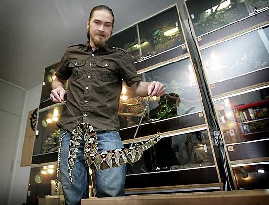 Sami Heikkisen kaksivuotias afrikkalainen kyy (Bitis nasicornis) on yksi hänen myrkyllisimmistä käärmeistään.