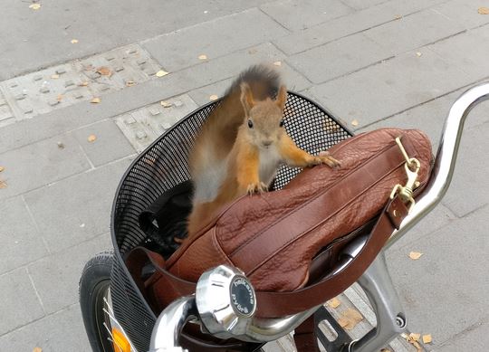City-orava kiipesi Kalevan lukijan polkupyörän etukoriin.