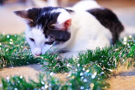 Arkistokuva: Kristina Nieminen