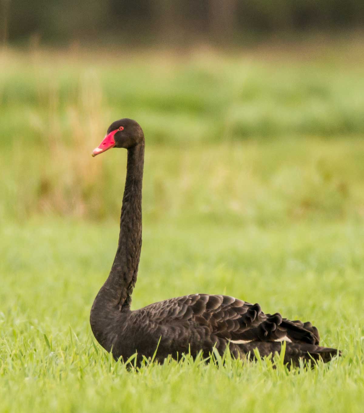 Mustajoutsenen sulat ovat päältä päin täysin mustat. 