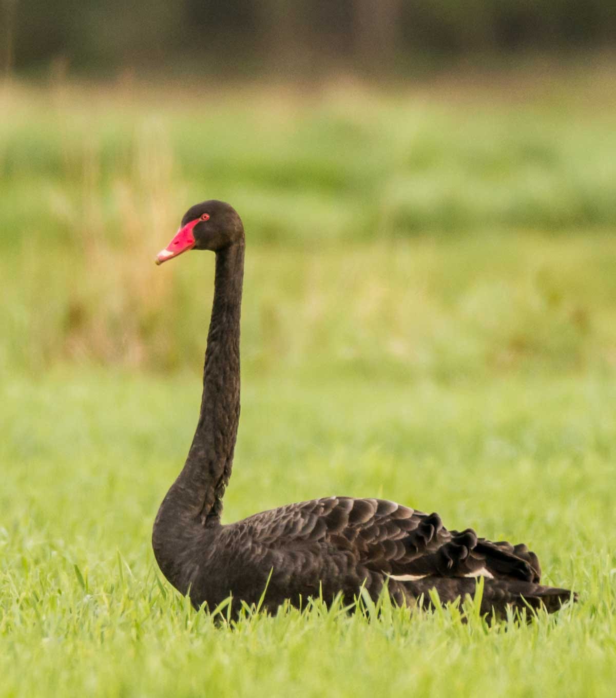 Mustajoutsenen sulat ovat päältä päin täysin mustat.