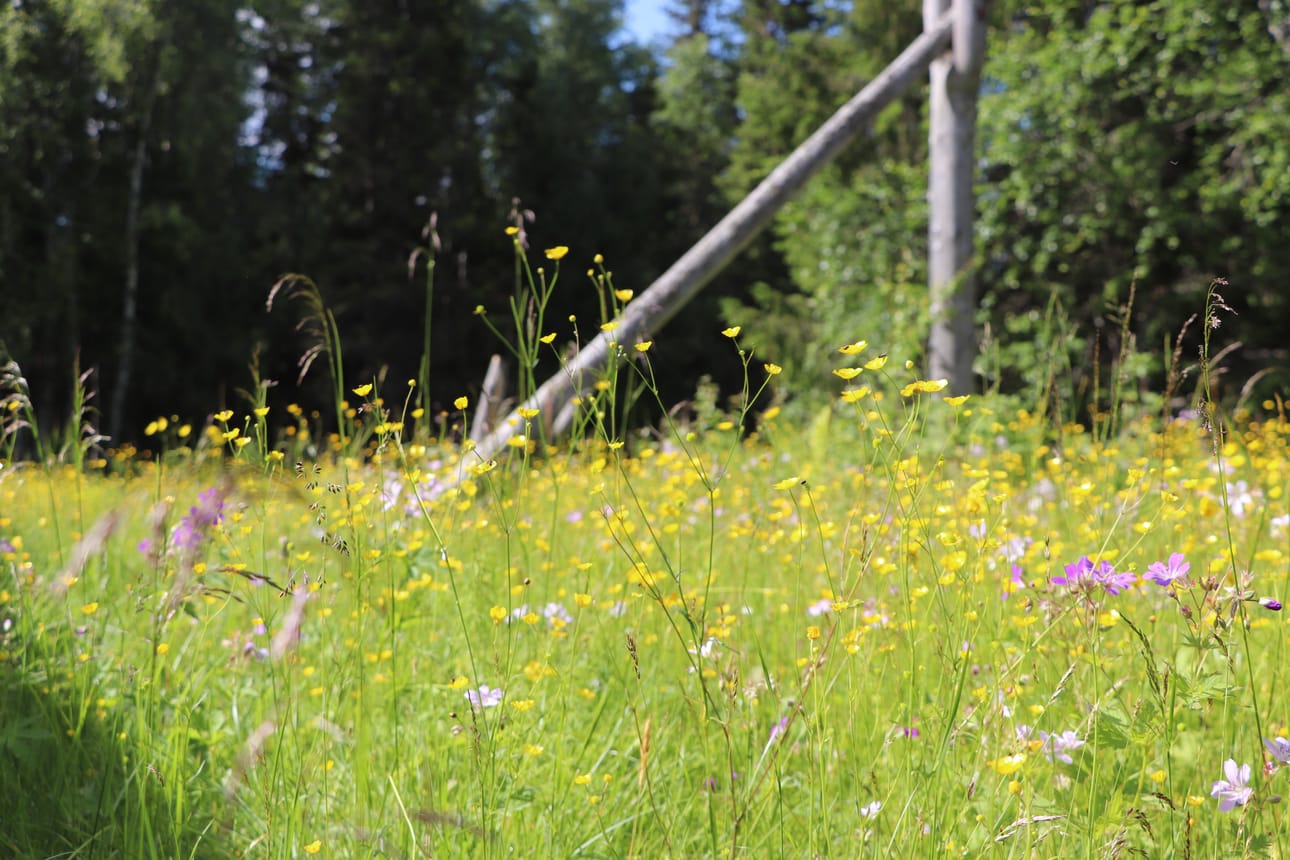 Niityn väriloisto on komeimmillaan.