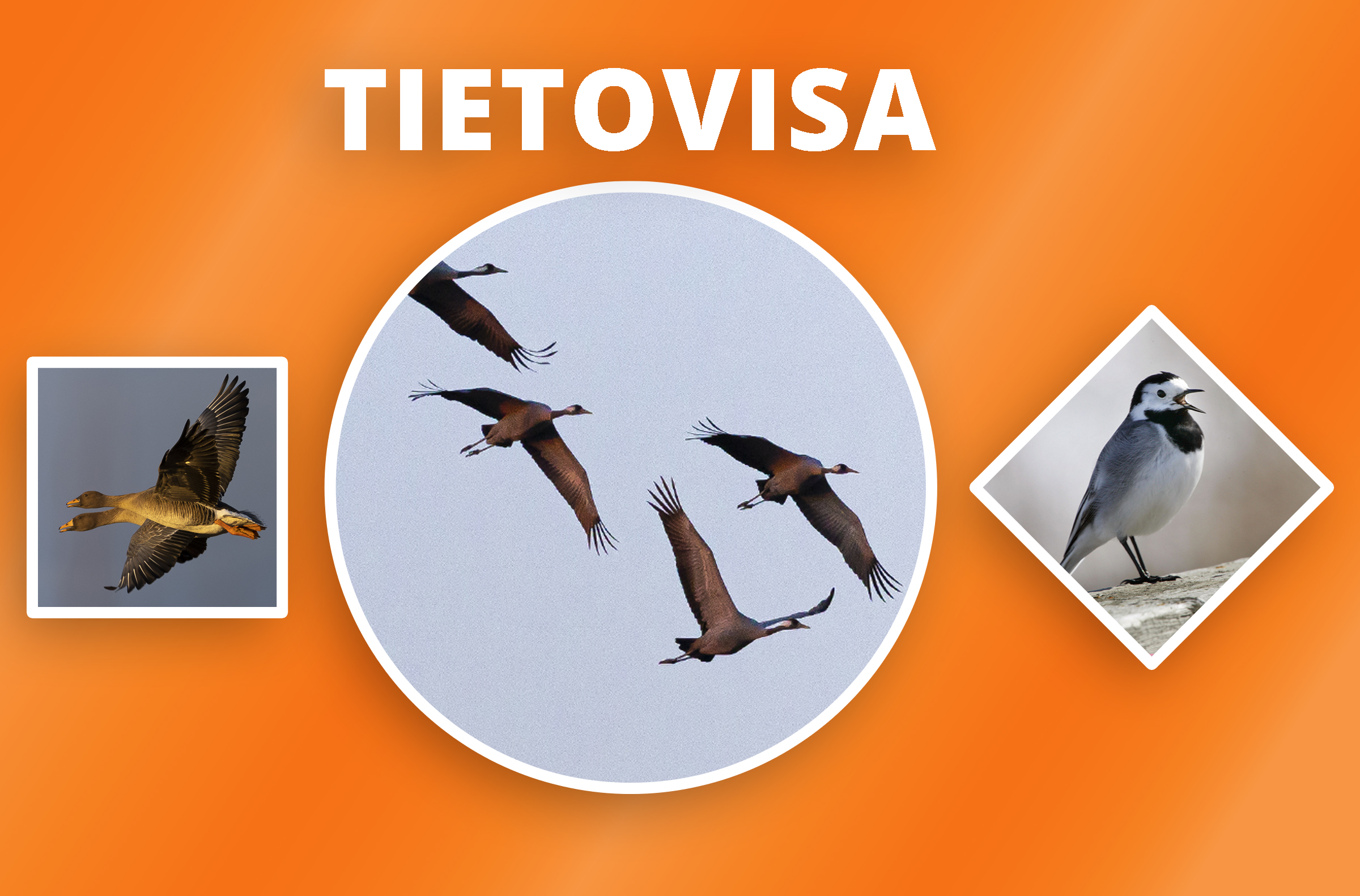 Tiedätkö minne linnut lentävät syksyllä? Testaa tietosi visassa