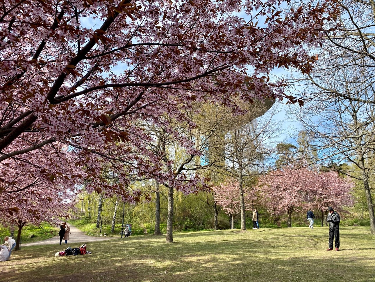 Kirsikkapuisto or Cherry Park in Roihuvuori, Helsinki, is a favorite spot for many during these early summer days. The pink cherry blossoms have not faded yet. On Thursday there was plenty of space, as media warned about the risk of coronavirus spreading in parks.