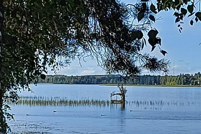 Suomen riistakeskus suosittelee kohdentamaan vesilintujen metsästystä runsaslukuisiin sorsalajeihin, kuten sinisorsaan, taviin ja telkkään. KUVA: SARI HEINILÄ