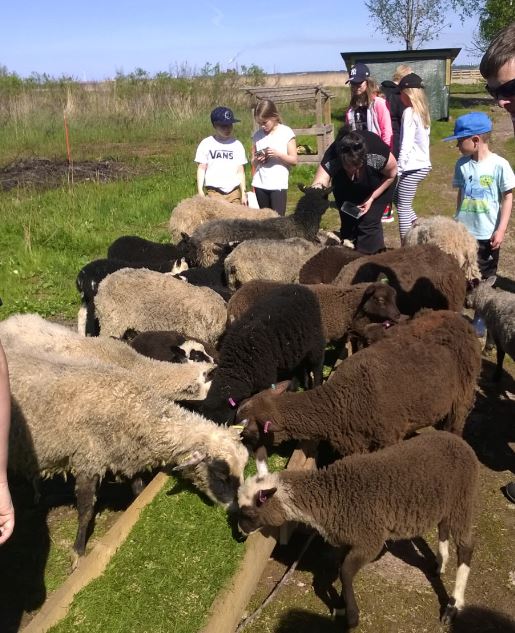 Lampaat saapuivat Vihiluotoon kesäksi.