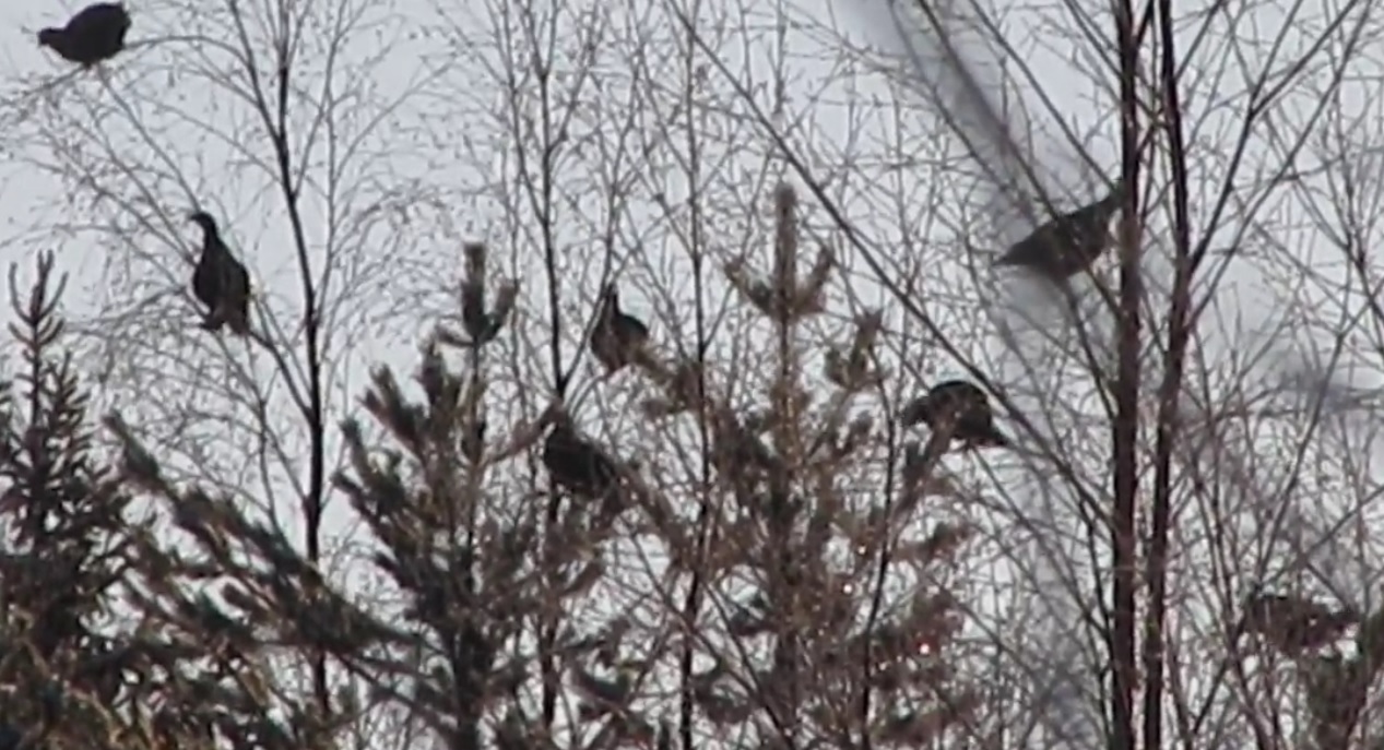 Metsäkanalinnut ruokailemassa