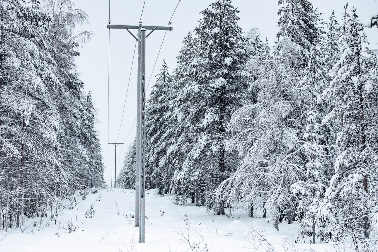 Puihin kasautuva tykkylumi lisää sähkökatkojen riskiä. Kuvituskuva.
