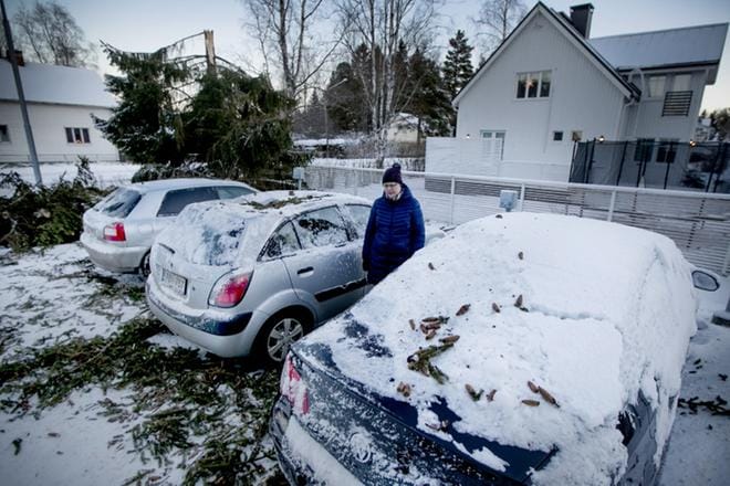 Aapeli-myrsky tarttui kadun varren kuuseen. Myrsky katkaisi ja kaatoi kuusen yhden aikaan yöllä kolmen auton katolle. Hanna-Maija Öörni tuumi, että heidän kahdelle autolle sattuneen vahingon korvaustapaa selvitellään. Ihmisille ei onneksi käynyt vahinkoa kerrostalon parkkipaikalla. ARKISTOKUVA: JAAKKO ELENIUS