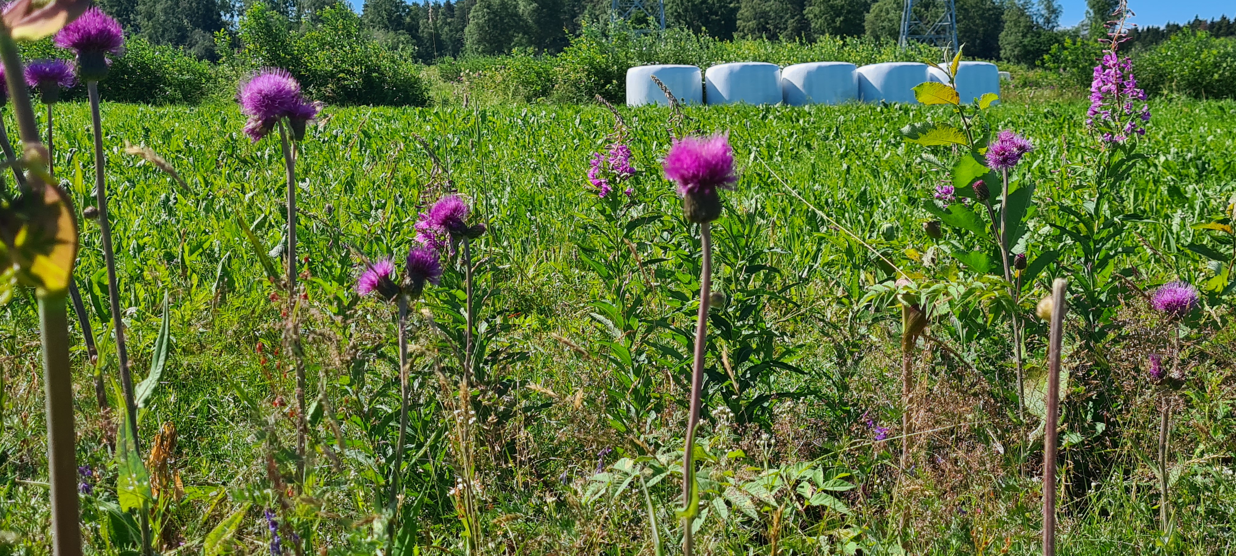 Kärjenkoski loistaa tilastoykkösenä