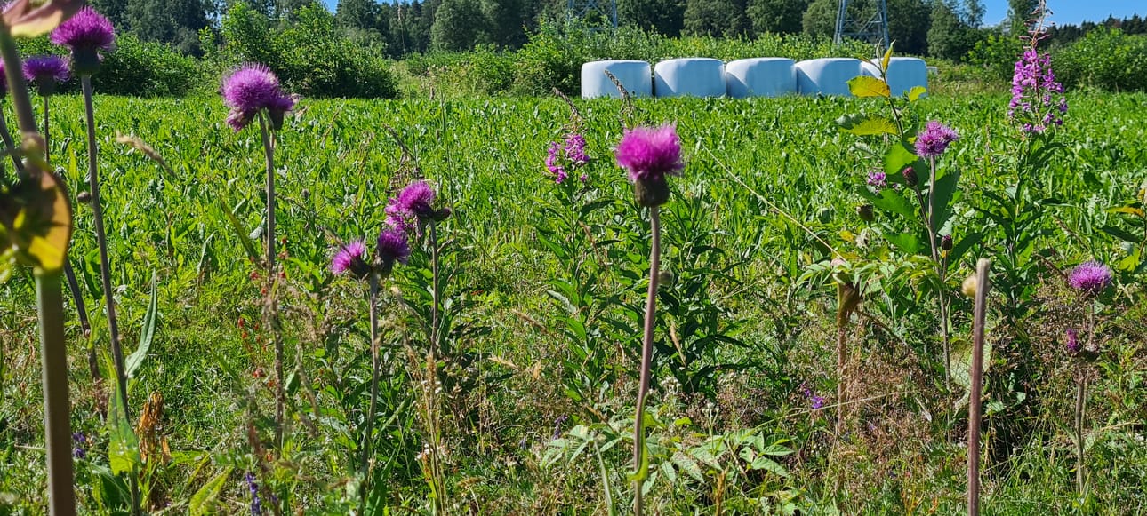 Kärjenkoskella toivotaan pitkää poutajaksoa loppuvuodelle.