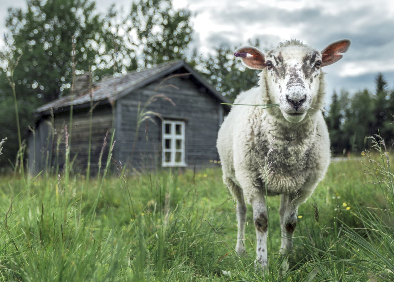 Syötteen kansallispuiston Rytivaaran kruununmetsätorpalla on laidutanut lampaita jo useina kesinä lammaspaimenten pitäessä niistä huolta.