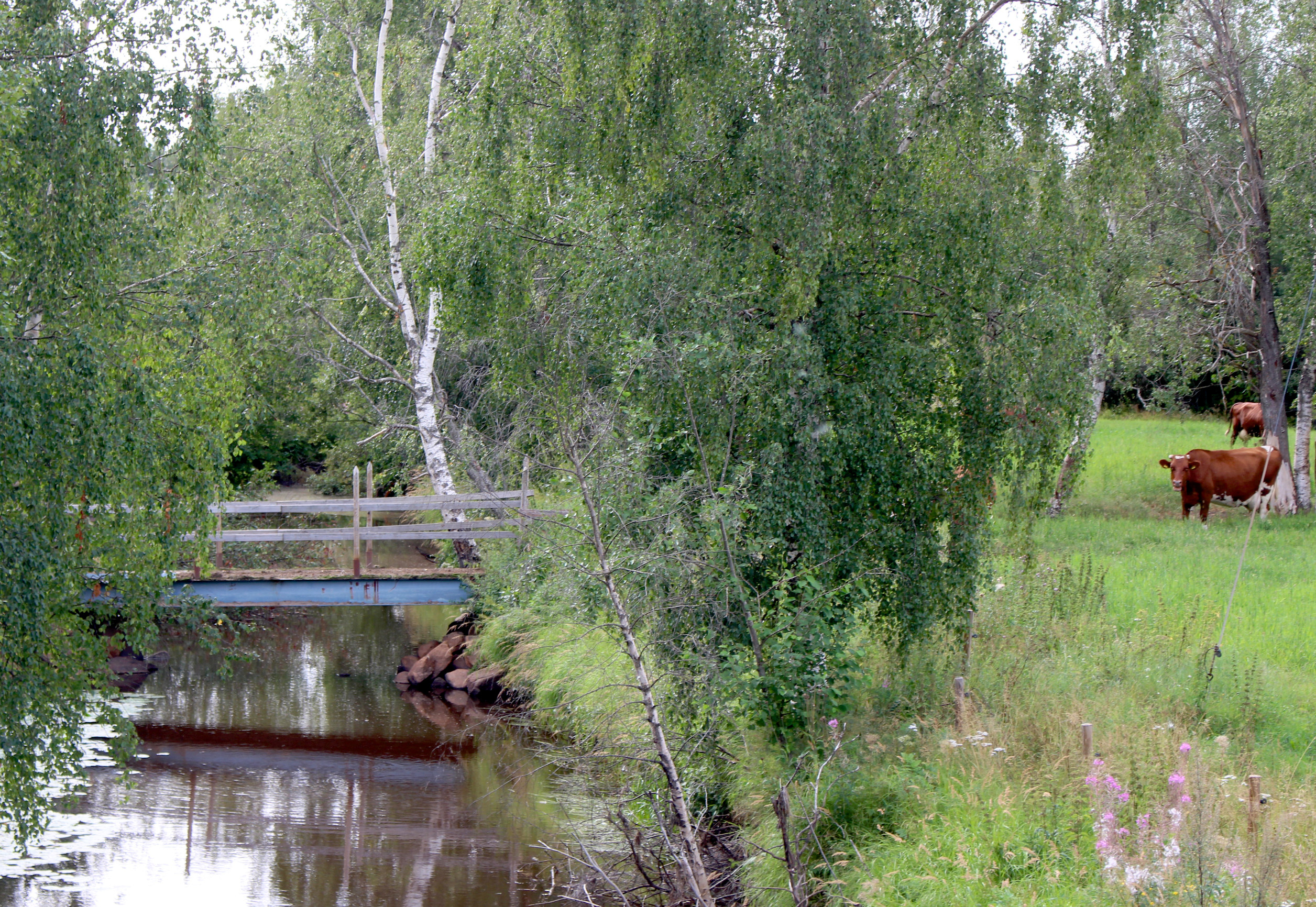Kylän läpi virtaa Kärsämänjoki jota myös Kärsämänojaksi kutsutaan. Ojan varrella on laiduntamassa Irma ja Jouni Savalojan tilan karjaa. Muilla tiloilla ei tuotantoeläimiä enää ole.