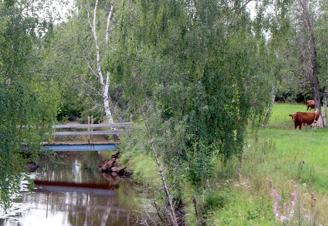 Kylän läpi virtaa Kärsämänjoki jota myös Kärsämänojaksi kutsutaan. Ojan varrella on laiduntamassa Irma ja Jouni Savalojan tilan karjaa. Muilla tiloilla ei tuotantoeläimiä enää ole.
