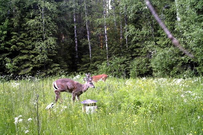 Riistakameraharrastajat lähettivät omia kuviaan Soinin luonnosta ja kaikki lähetetyt kuvat ovat esillä, sillä kuvat heijastetaan myös näyttelytilan valkokankaalle.