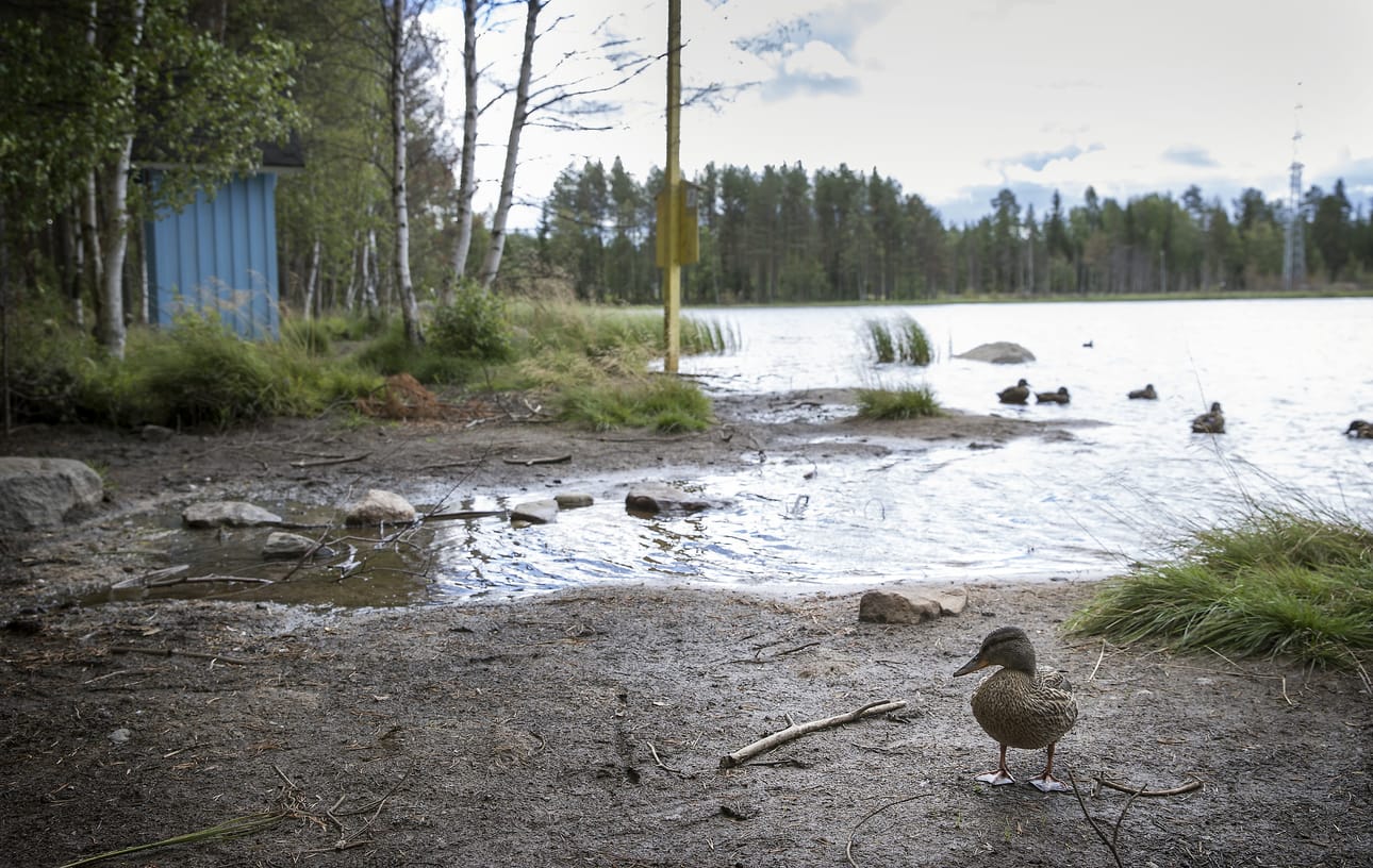 Lämsänjärven vedenpinta on niin korkealla, että se ei enää täytä virallisen uimarannan kriteerejä. Pitkä hiekkaranta on jäänyt täysin veden alle.