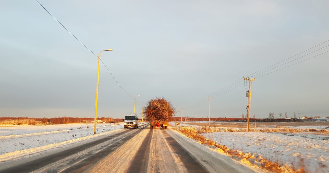 Paistaa se päivä risukasaankin, tuumaa kuvan lähettänyt nimimerkki Tupostiellä.