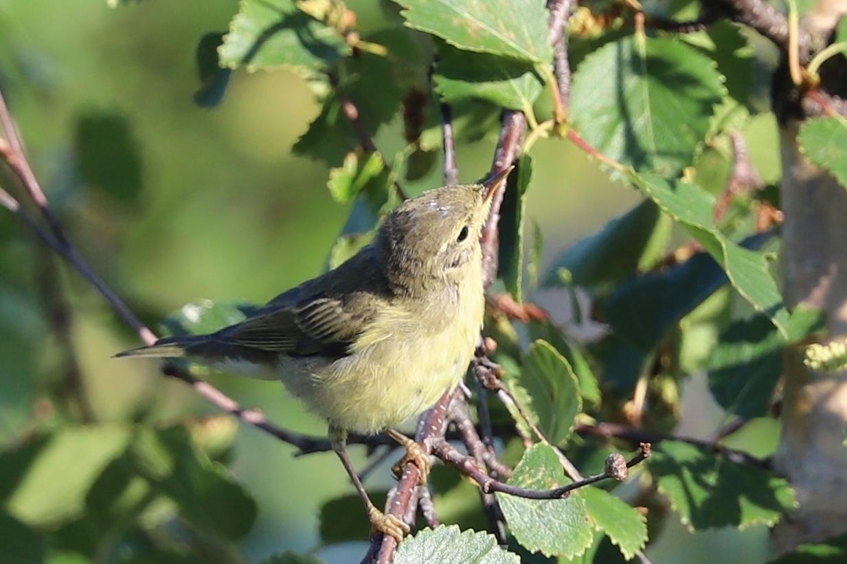 Pajulintu on Suomen runsaslukuisin lintulaji ja talvehtii Afrikassa.