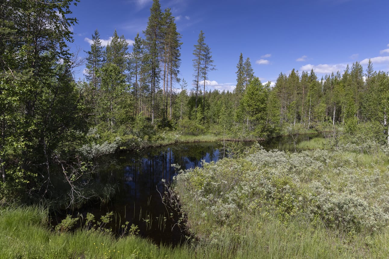 Riisijoen alin kohta virtailee seesteisesti. Kahluusaappailla saattaisi pärjätä myös suvantokohdissa, koskikohdat ovat selvästi matalampia.