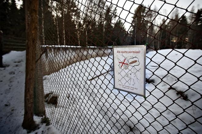 Pikkupoika joutui susien raatelemaksi Ähtärin eläinpuistossa helmikuussa. KUVA: TOMI KOSONEN