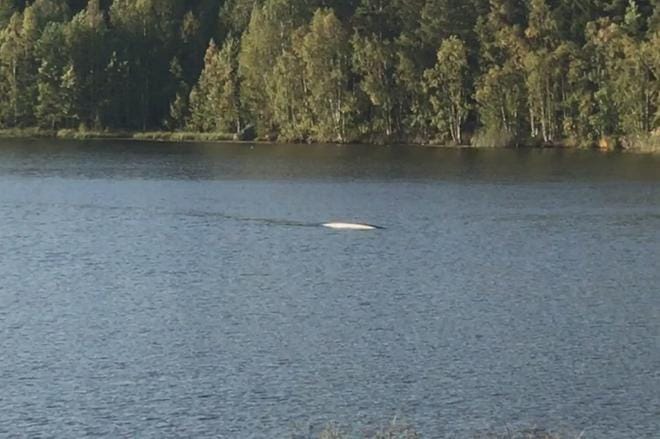 Timo Tiilikka kuvasi kännykällään erikoisen näyn. Kuvakaappaus videolta.