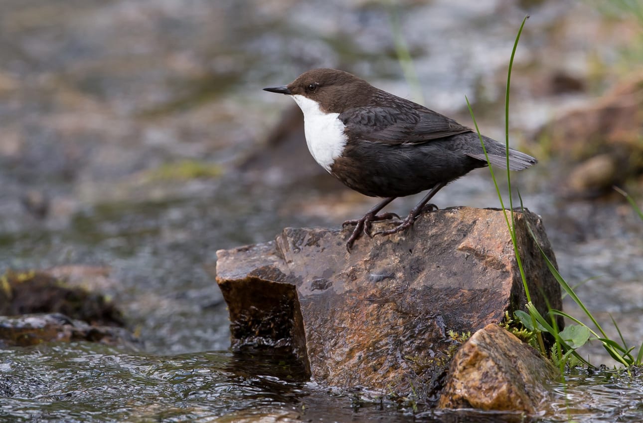 Koskikara on Birdlife Suomen Vuoden lintu. Nyt siitä kaivataan havaintoja.