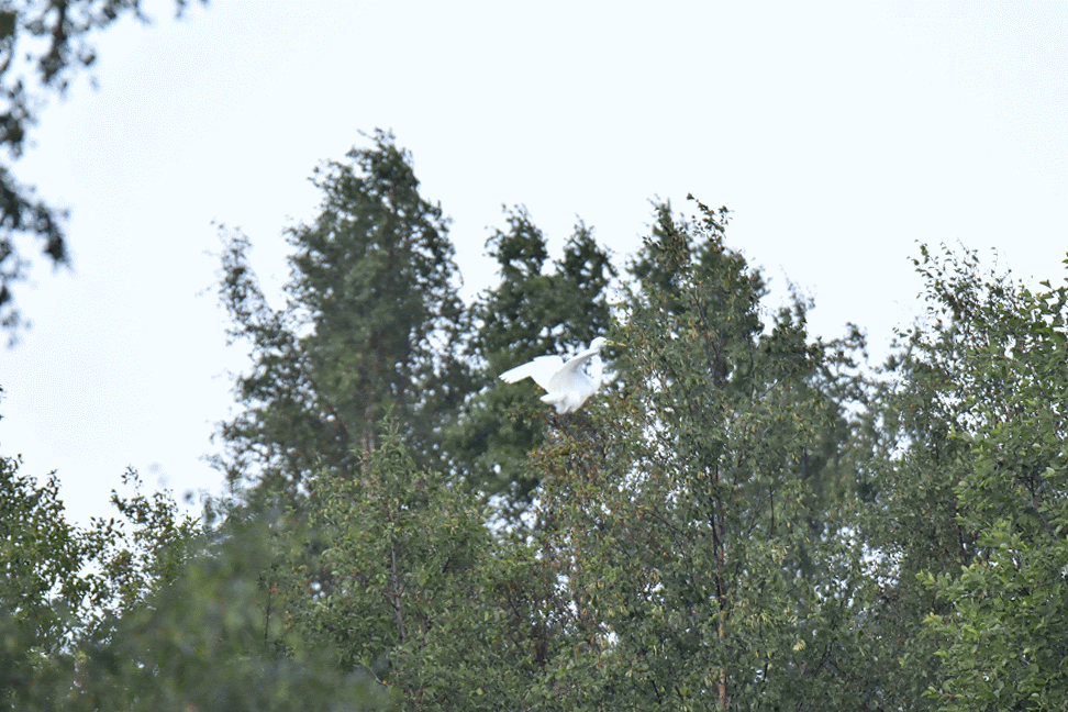Jalohaikara yritti laskeutua koivun oksalle. Gif-animaatio.