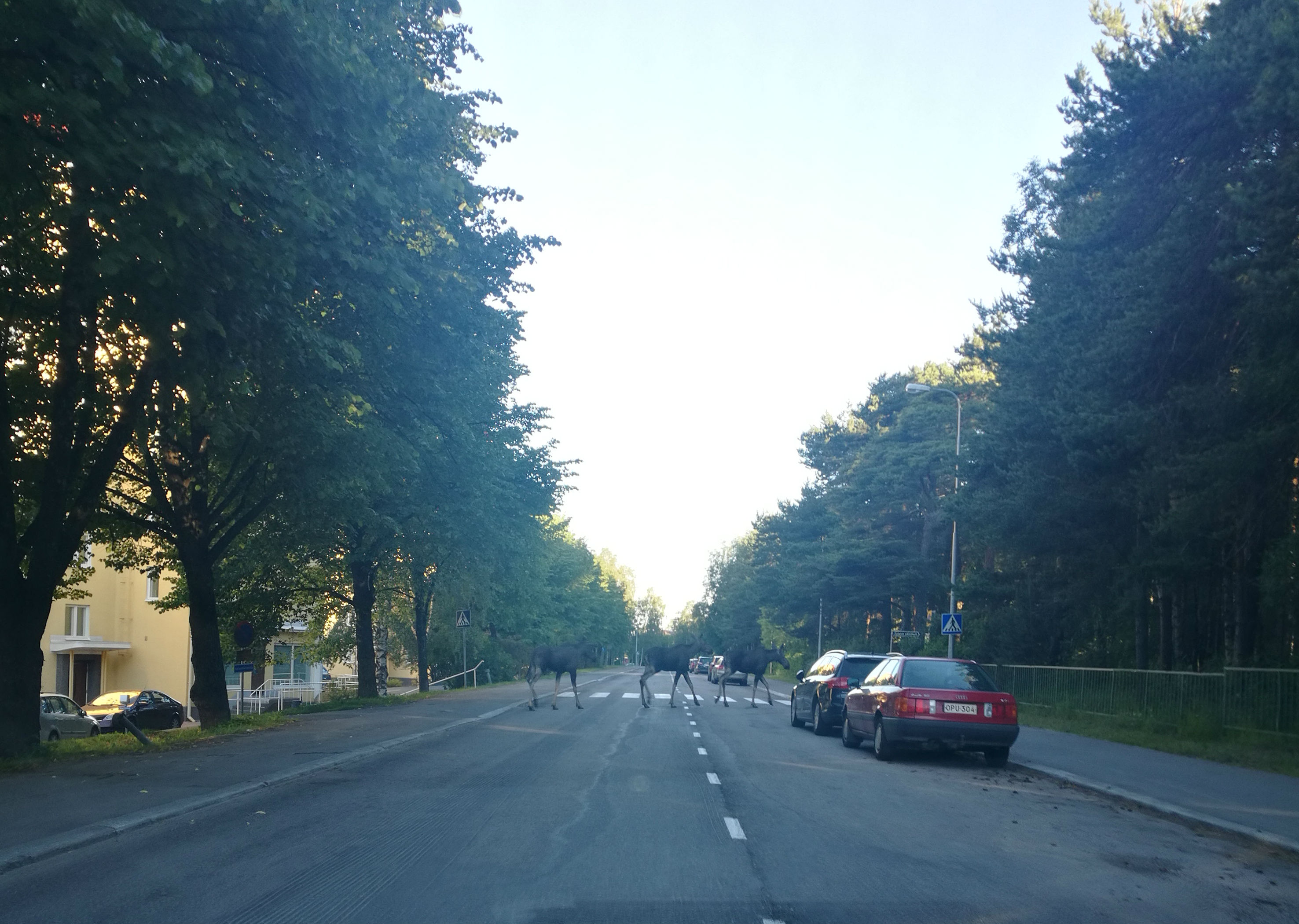 Hirvet marssivat kohti Tuiranpuistoa varhain tiistaiaamuna.