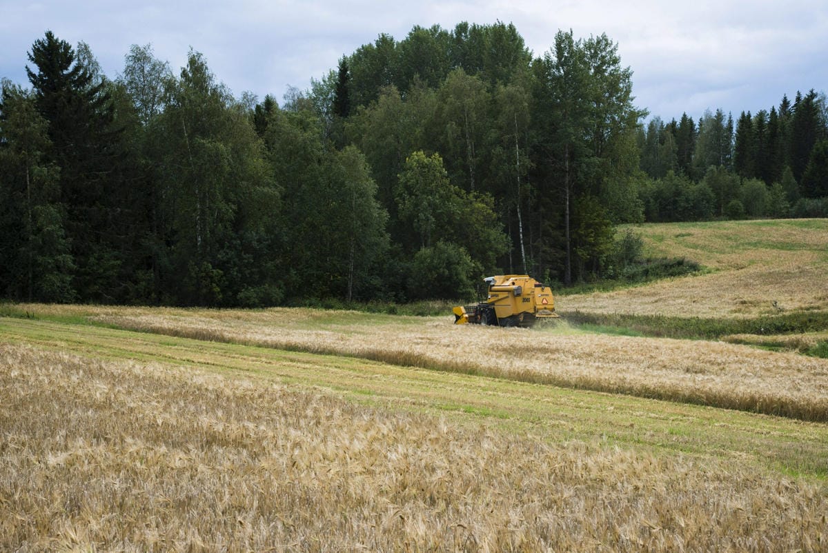 ProAgrian mukaan viljan laatu näyttää hyvältä, mutta sato ei kestä enää suuria vesisateita tai ukkoskuuroja. Lehtikuva / Jorma Kärkkäinen