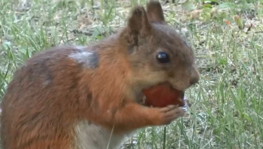 Orava pääsi makkara-aterialle