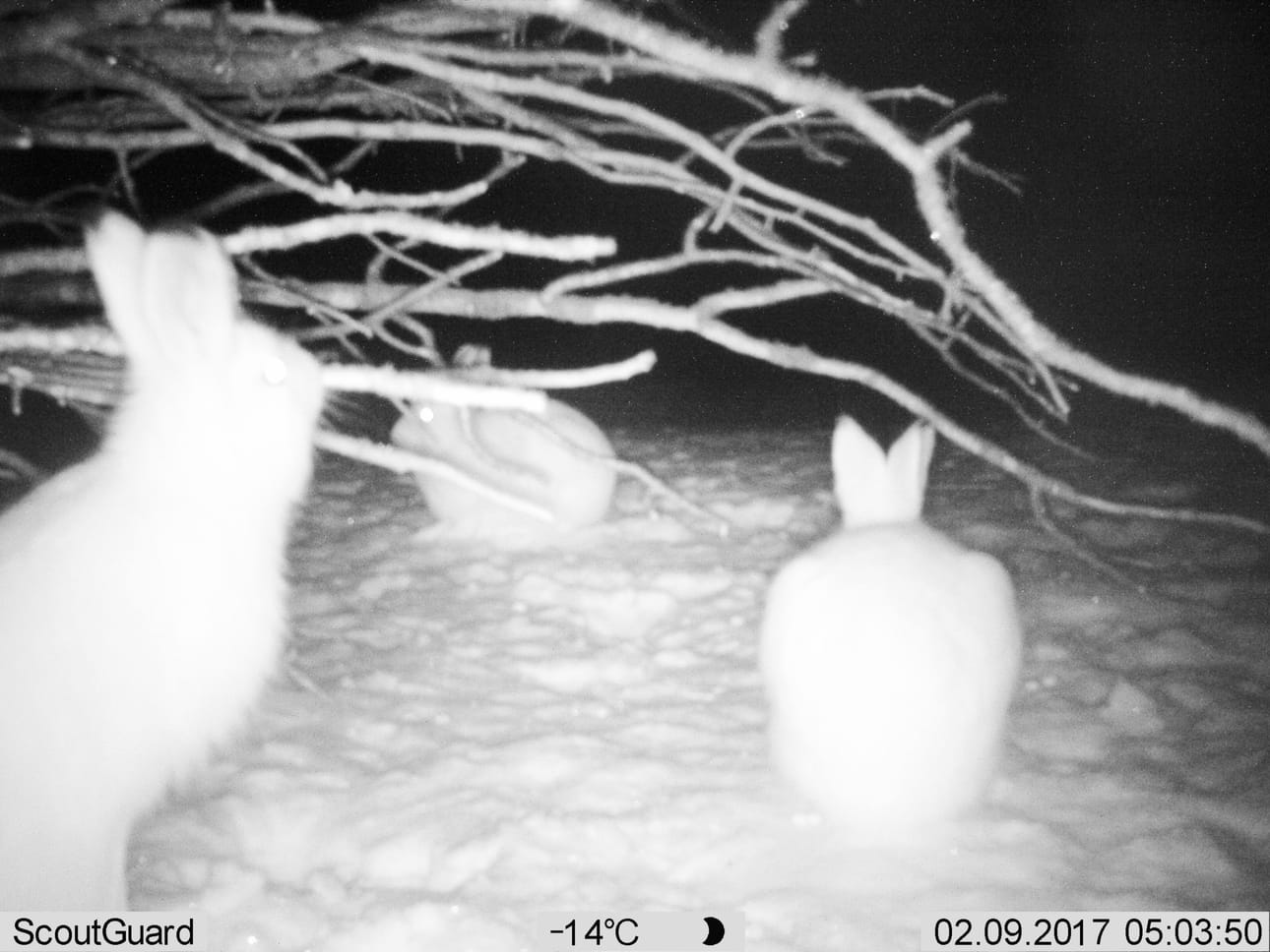 Jäniksiä ruokintapaikalla