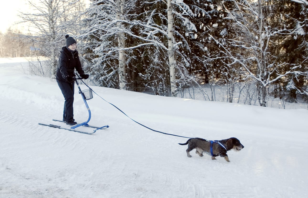 Pyry-koira on innosta täpinöissään, kun emäntä Marja Junttila tarttuu potkukelkan sarviin.