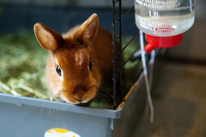 Tautiin on olemassa rokote kotieläiminä pidettäville kaniineille, mutta sitä ei vielä tällä hetkellä ole saatavilla Suomessa. ARKISTOKUVA