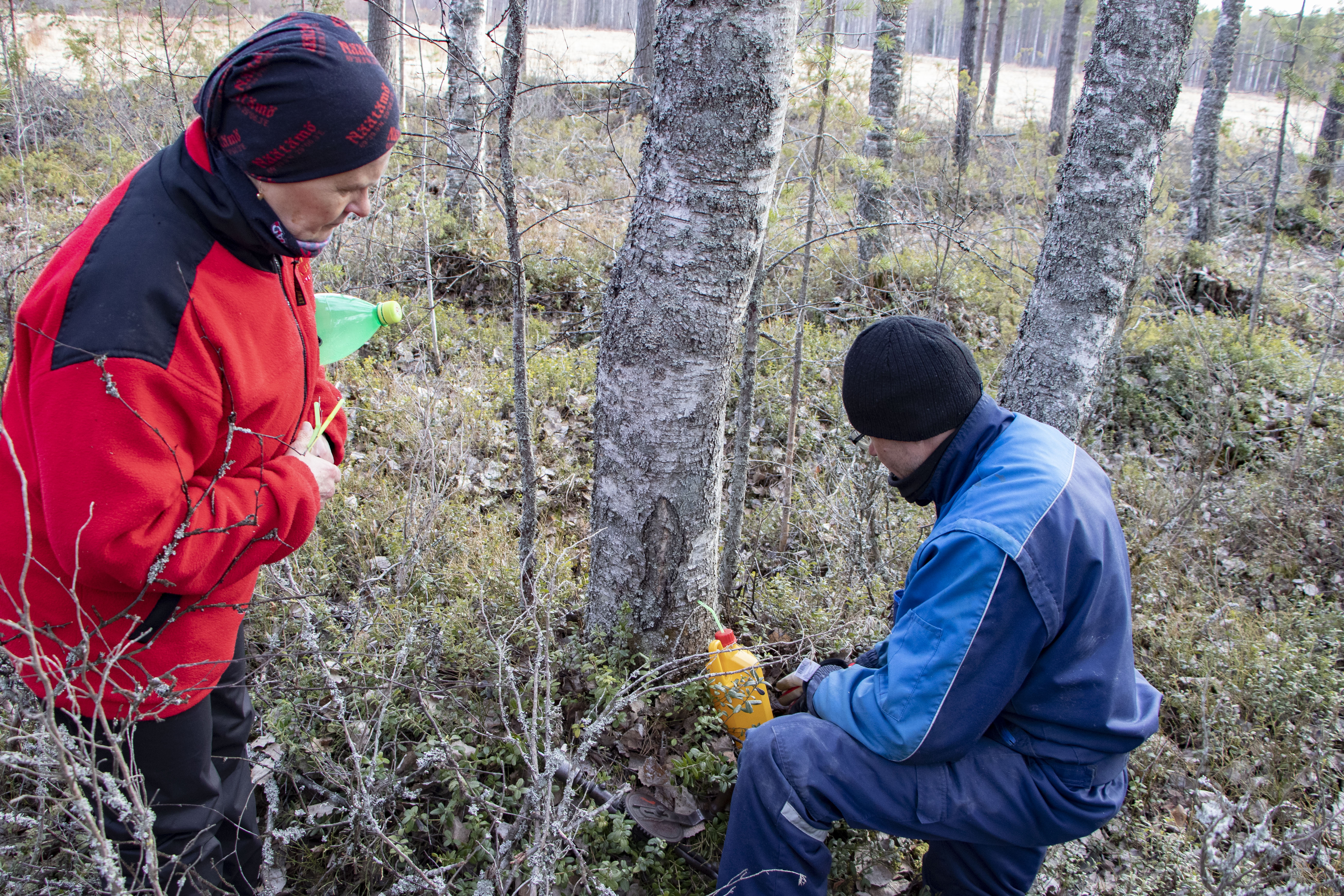 <p>Antti ja Mirja Piippo ovat vuosien varrella keränneet mahlaa satoja ellei jopa tuhansia litroja. Koivikko onkin saanut osuvan nimen: Mahlapaikka.</p>
