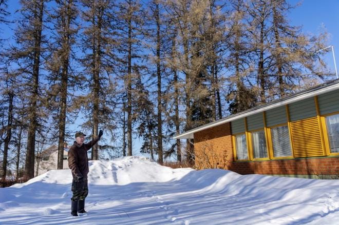 Pappilan lehtikuusikujan vierellä asuva Taisto Raitamäki on hyvin huolissaan yli-ikäisten puiden aiheuttamista turvallisuusriskeistä. Puut myös roskaavat hänen mielestään kohtuuttomasti. KUVA: AARRE LÖYTÖMÄKI
