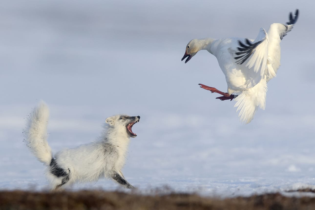 Sergey Gorshkov on kuvannut Pohjoisella Jäämerellä muun muassa Wrangelinsaarella.