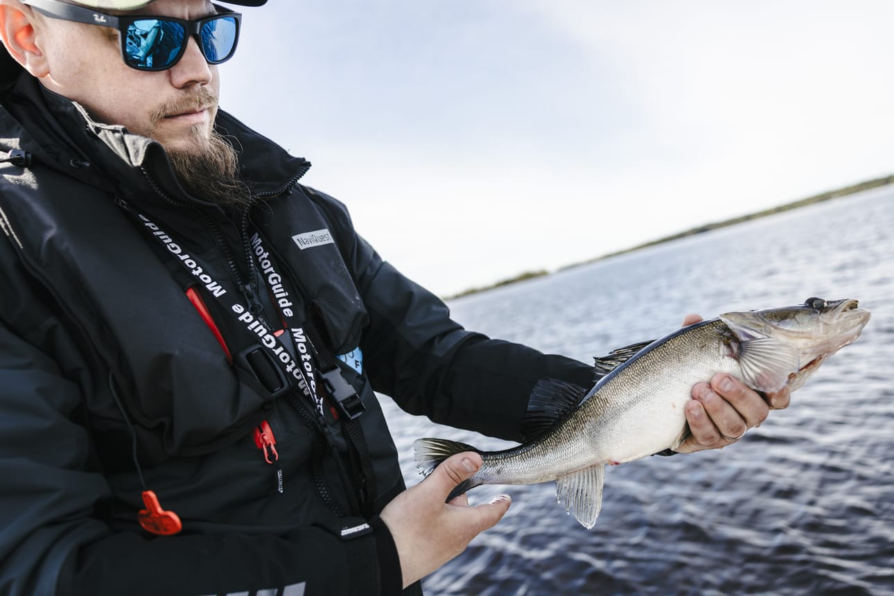 Puolimetrinen kuha on Jari Lindellin vakiosaalis Muurolan vesillä. Sesonki on kesällä.