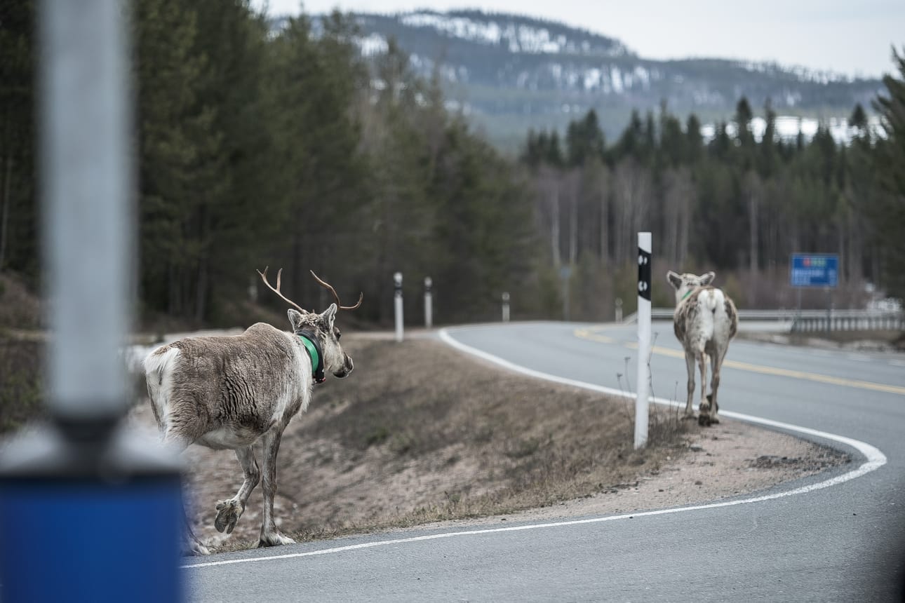 Porot kerääntyvät tielle räkkää, eli paarmoja ja muita hyöteisiää, pakoon ja liikkuvat arvaamattomasti.